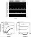Fig. 37 - DNA-RESPONSIVE HYDROGELS, METHODS OF ALTERING A PROPERTY OF A HYDROGEL, AND APPLICATIONS THEREOF