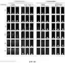 Fig. 41 - DNA-RESPONSIVE HYDROGELS, METHODS OF ALTERING A PROPERTY OF A HYDROGEL, AND APPLICATIONS THEREOF