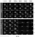 Fig. 46 - DNA-RESPONSIVE HYDROGELS, METHODS OF ALTERING A PROPERTY OF A HYDROGEL, AND APPLICATIONS THEREOF