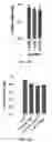 Fig. 49 - DNA-RESPONSIVE HYDROGELS, METHODS OF ALTERING A PROPERTY OF A HYDROGEL, AND APPLICATIONS THEREOF
