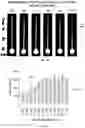 Fig. 55 - DNA-RESPONSIVE HYDROGELS, METHODS OF ALTERING A PROPERTY OF A HYDROGEL, AND APPLICATIONS THEREOF
