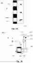 Fig. 07 - Integrated magnetometer arrays for magnetoencephalography (MEG) detection systems and methods