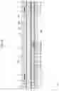 Fig. 16 - Display apparatus