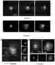 Fig. 22 - Polymer-assisted synthesis of nanoparticles