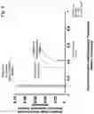 Fig. 10 - Rapid identification and sequence analysis of intact proteins in complex mixtures
