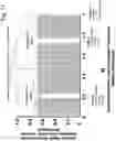 Fig. 12 - Rapid identification and sequence analysis of intact proteins in complex mixtures