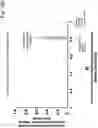 Fig. 20 - Rapid identification and sequence analysis of intact proteins in complex mixtures