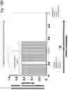 Fig. 21 - Rapid identification and sequence analysis of intact proteins in complex mixtures