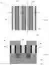 Fig. 02 - Single diffusion cut for gate structures