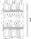 Fig. 06 - Methods used in forming an array of elevationally-extending transistors