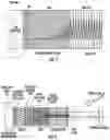 Fig. 04 - Patterned metallization for hybrid metal-semiconductor mirror of high reflectivity