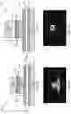 Fig. 07 - Quantum cascade laser with monolithically integrated passive waveguide