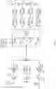 Fig. 05 - Beamforming multicast repeater