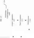 Fig. 16 - Method and device in communication node used for wireless communication