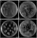 Fig. 01 - Methods to improve genetic transformation of sorghum