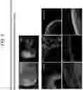 Fig. 07 - APPLICATION OF PLURIPOTENT STEM CELLS HAVING MODIFIED DIFFERENTIAL POTENTIAL TO PRODUCING ANIMALS