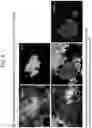 Fig. 08 - APPLICATION OF PLURIPOTENT STEM CELLS HAVING MODIFIED DIFFERENTIAL POTENTIAL TO PRODUCING ANIMALS