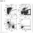 Fig. 05 - NON-HUMAN ANIMAL AND METHOD FOR PRODUCING SAME