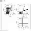 Fig. 06 - NON-HUMAN ANIMAL AND METHOD FOR PRODUCING SAME