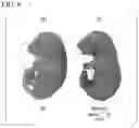 Fig. 07 - NON-HUMAN ANIMAL AND METHOD FOR PRODUCING SAME