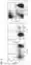 Fig. 09 - NON-HUMAN ANIMAL AND METHOD FOR PRODUCING SAME