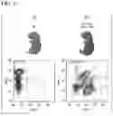 Fig. 12 - NON-HUMAN ANIMAL AND METHOD FOR PRODUCING SAME
