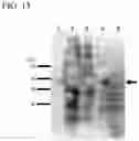 Fig. 14 - NON-HUMAN ANIMAL AND METHOD FOR PRODUCING SAME