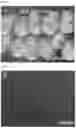 Fig. 09 - Method for producing chimeric animal
