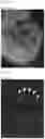 Fig. 28 - Method for producing chimeric animal