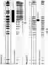 Fig. 10 - Non-human animals comprising a humanized coagulation factor 12 locus