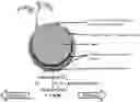 Fig. 01 - Magnetically immobilized microbiocidal enzymes