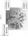 Fig. 08 - Magnetically immobilized microbiocidal enzymes