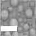 Fig. 01 - Aroma-Loaded Microcapsules with Antibacterial Activity for Eco-friendly Applications