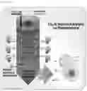 Fig. 02 - mutants produced using RGEN RNP and method for preparing pigment using the same