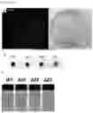 Fig. 07 - mutants produced using RGEN RNP and method for preparing pigment using the same