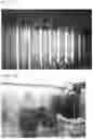 Fig. 12 - mutants produced using RGEN RNP and method for preparing pigment using the same