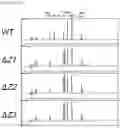 Fig. 13 - mutants produced using RGEN RNP and method for preparing pigment using the same