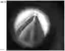Fig. 28 - Tweezers