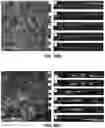 Fig. 111 - FLEXIBLE AND STRETCHABLE ELECTRONIC SYSTEMS FOR EPIDERMAL ELECTRONICS