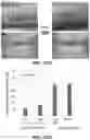 Fig. 148 - FLEXIBLE AND STRETCHABLE ELECTRONIC SYSTEMS FOR EPIDERMAL ELECTRONICS