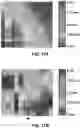 Fig. 25 - FLEXIBLE AND STRETCHABLE ELECTRONIC SYSTEMS FOR EPIDERMAL ELECTRONICS