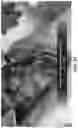 Fig. 29 - FLEXIBLE AND STRETCHABLE ELECTRONIC SYSTEMS FOR EPIDERMAL ELECTRONICS