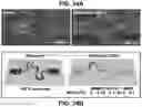Fig. 49 - FLEXIBLE AND STRETCHABLE ELECTRONIC SYSTEMS FOR EPIDERMAL ELECTRONICS