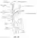 Fig. 03 - SNARING SYSTEMS AND METHODS