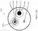 Fig. 43 - Atherectomy catheters and occlusion crossing devices