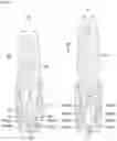 Fig. 07 - DENTAL IMPLANTS