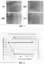 Fig. 02 - Ear-cleansing agent for companion animals and method of manufacturing the same