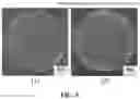 Fig. 04 - Ear-cleansing agent for companion animals and method of manufacturing the same