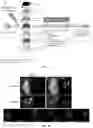 Fig. 02 - Liposomal compounds and methods of use thereof