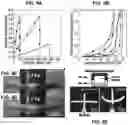 Fig. 09 - THREE-DIMENSIONAL PRINTED STRUCTURAL SILOXANES HAVING CONTROLLED DRUG RELEASE